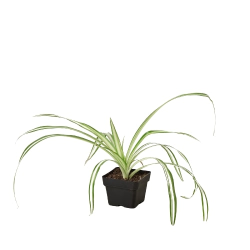 Spider Plant Reverse Chlorophytum comosum