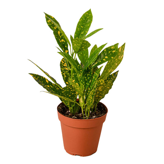 Croton Gold Dust Codiaeum Variegatum Live Plant