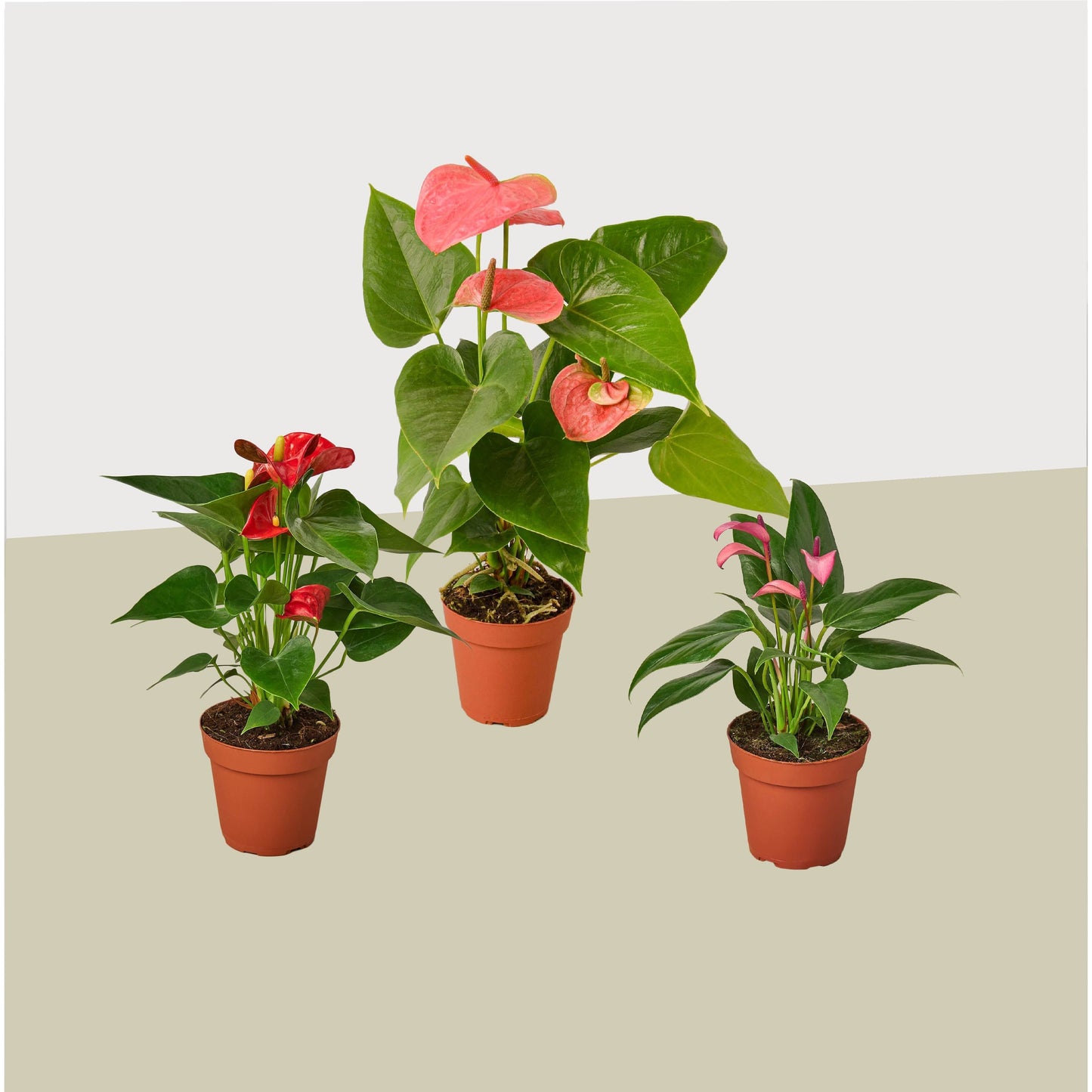 Bundle 3 Anthurium Variety Pack - All Different Colors - 4" Pots Live Plants