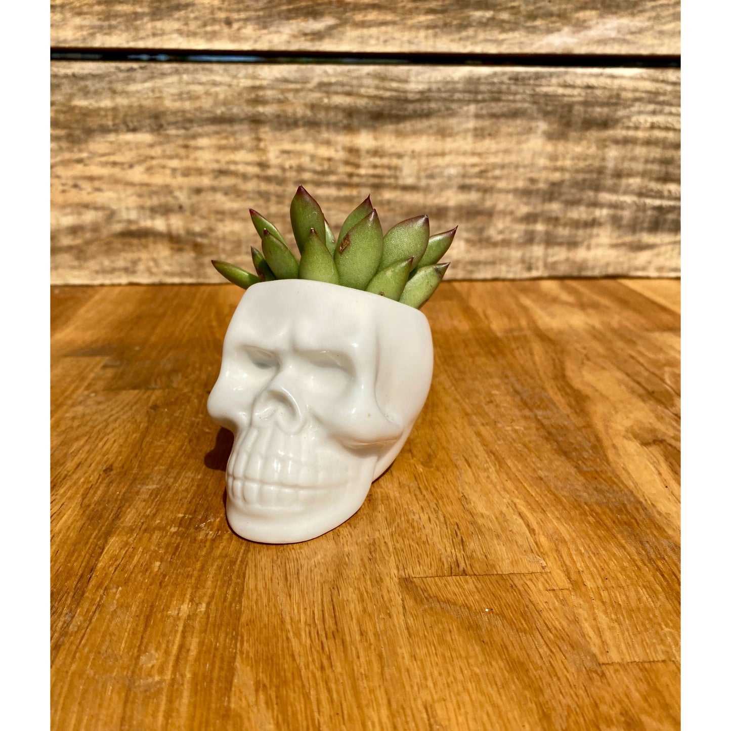 Small Skull with Potted 2" Succulent