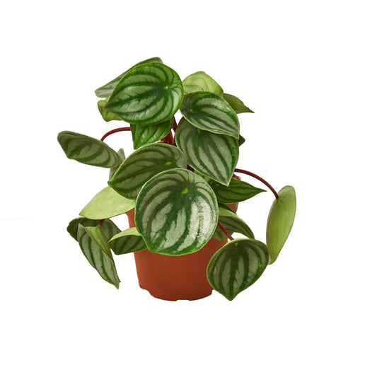 Peperomia Watermelon Begonia Live Plant Multiple Sizes Available