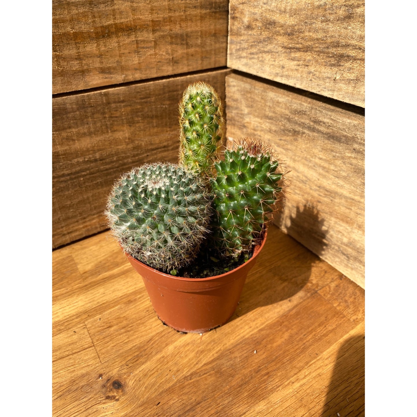 Cacti Cactus Combo #1 Three Cactus per 4" Pot Live Plants