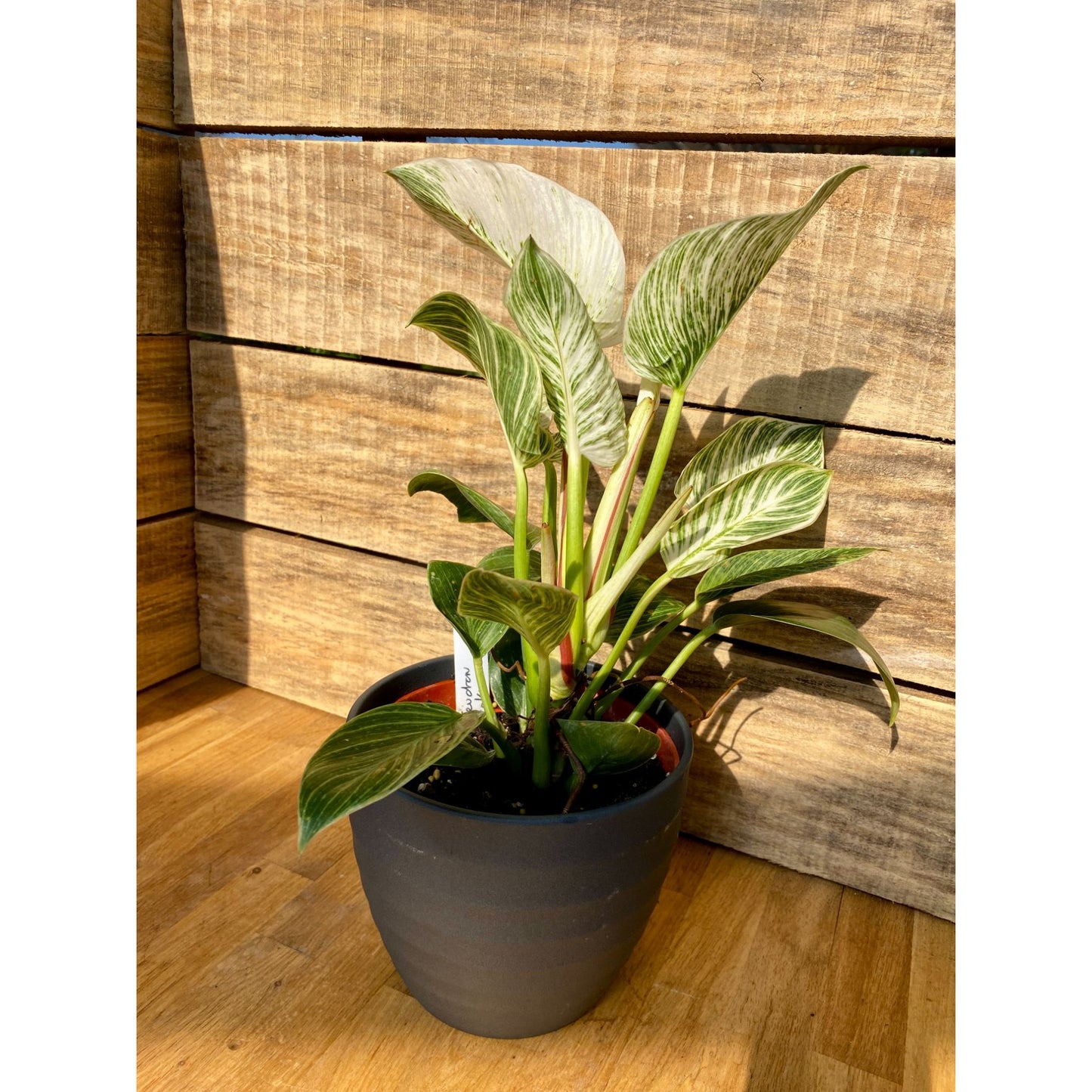 Philodendron Birkin 4 Inch Tall Pot Live Plant in Black Pot