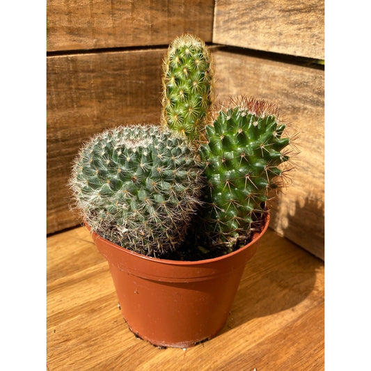 Cacti Cactus Combo #1 Three Cactus per 4" Pot Live Plants