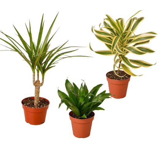 Dracaenas Three Different Variety Pack 4" Pot Live Plant