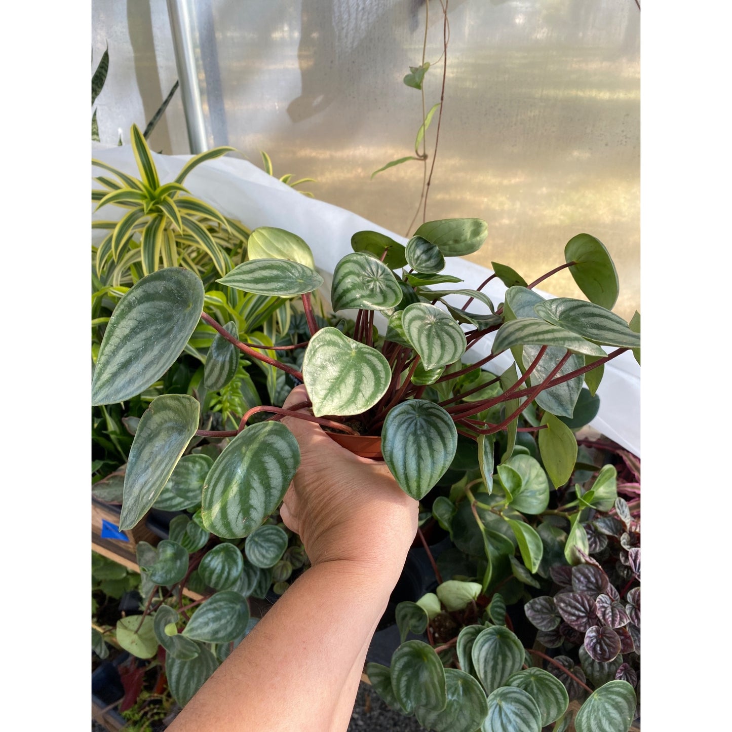 Peperomia Argyreia Watermelon Baby Rubberplant 4 Inch Pot Live Plant