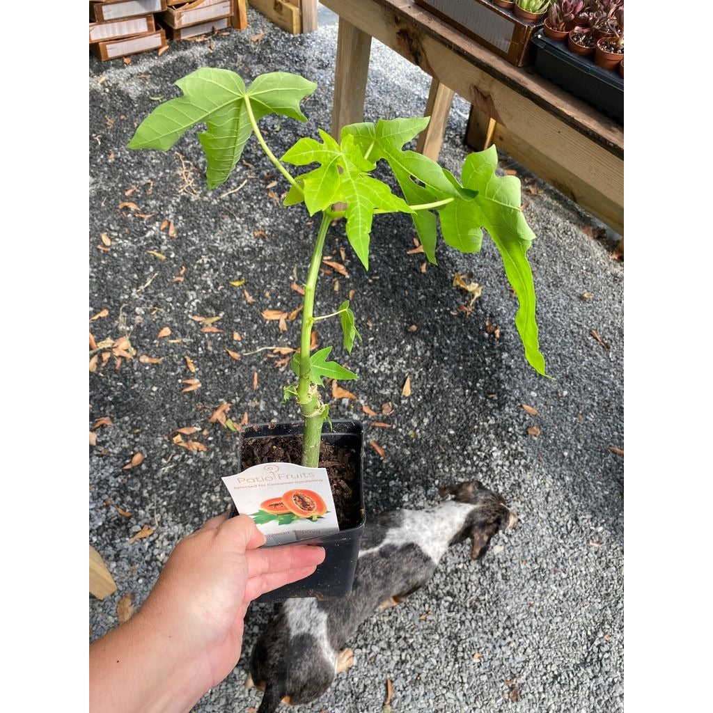 Patio Fruit Dwarf Red Lady Papaya Tree 4" Pot Live Plant