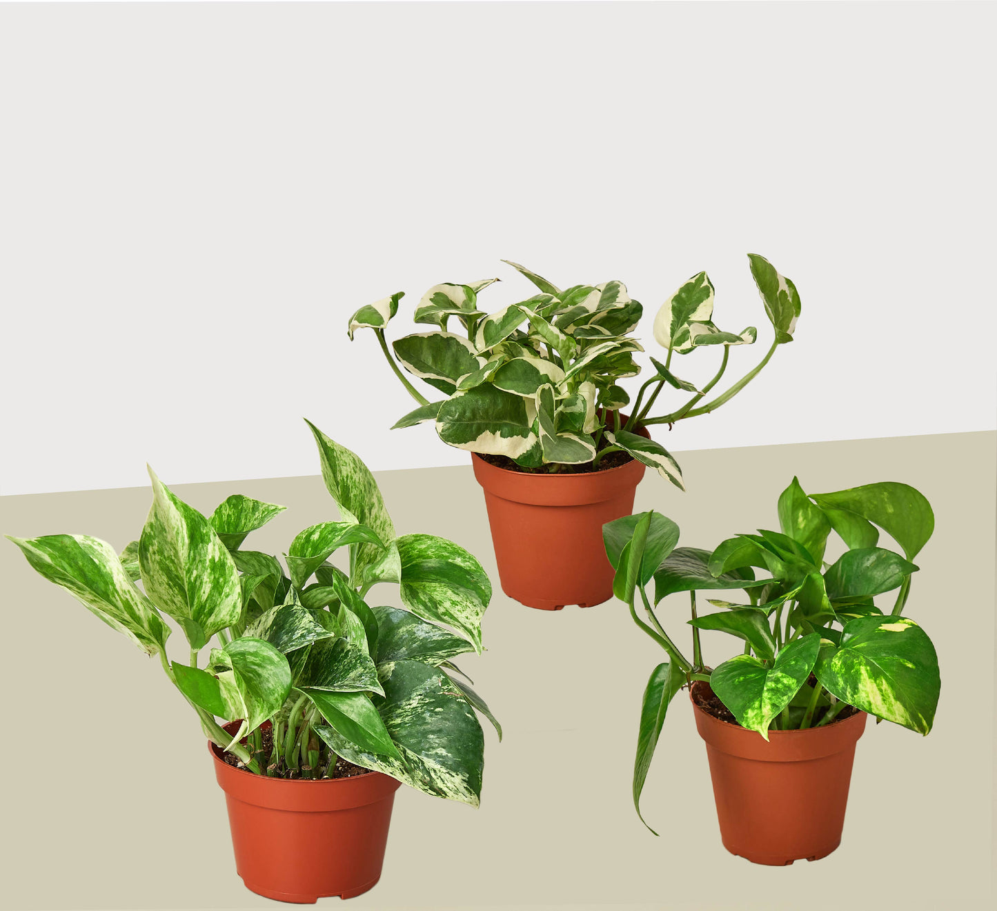 Pothos Three Different Variety Pack 4" Pot Live Plants