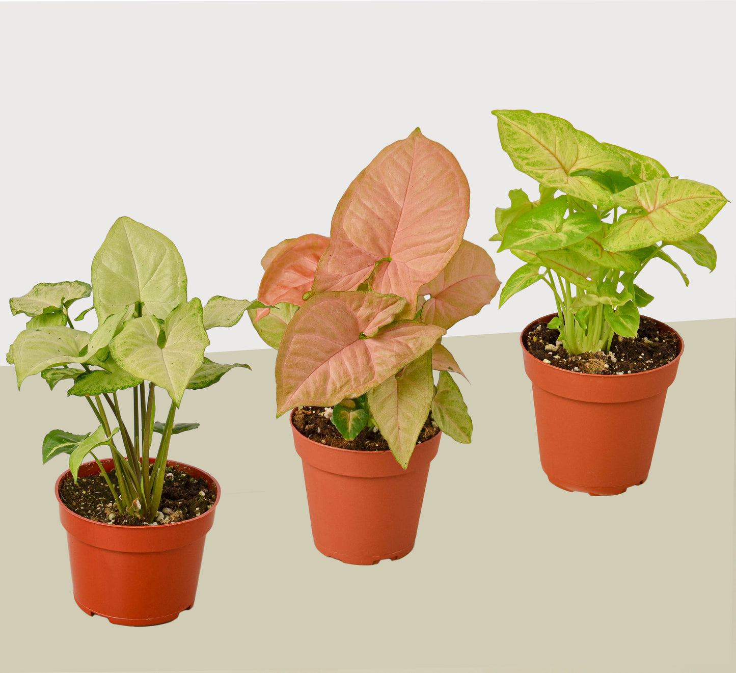 Syngonium Three Different  Arrowhead Plants  Varieties 4" Pot Live Plants