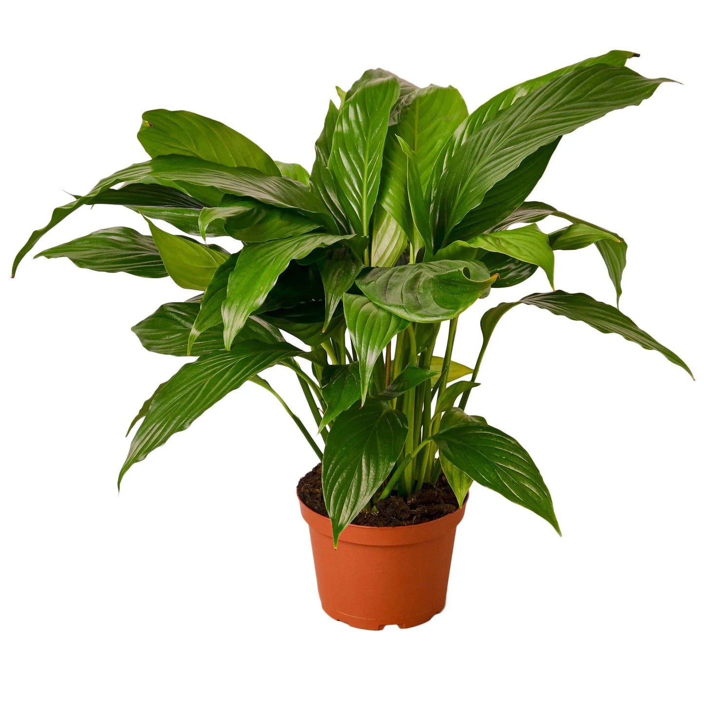 Peace Lily Spathiphyllum  Assorted Sizes Available Live Plant