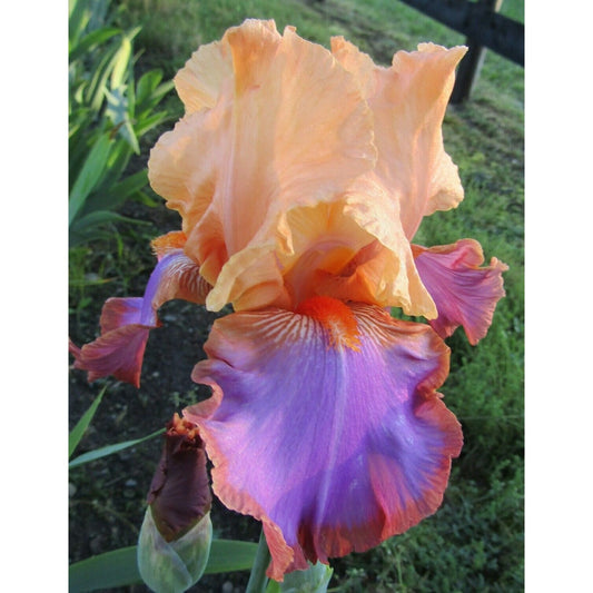 Iris Bearded Iris Grand Canyon Sunset Reblooming Germanica Schreiner #1 Size Rhizome