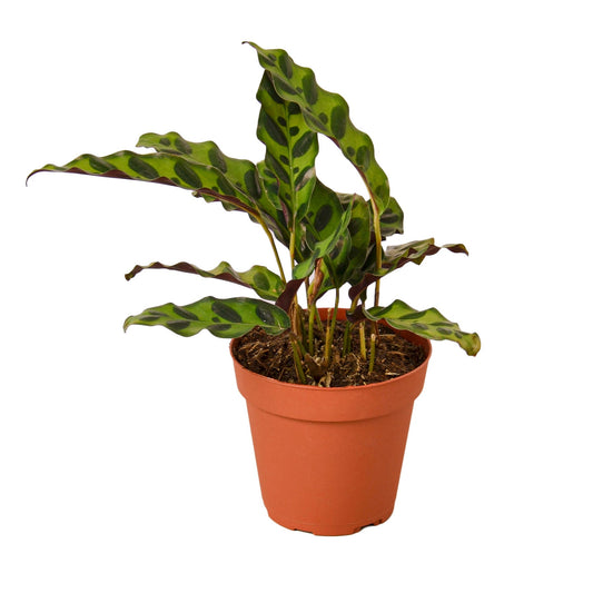 Calathea Lancifolia 'Rattlesnake' Peacock Plant Live Plant