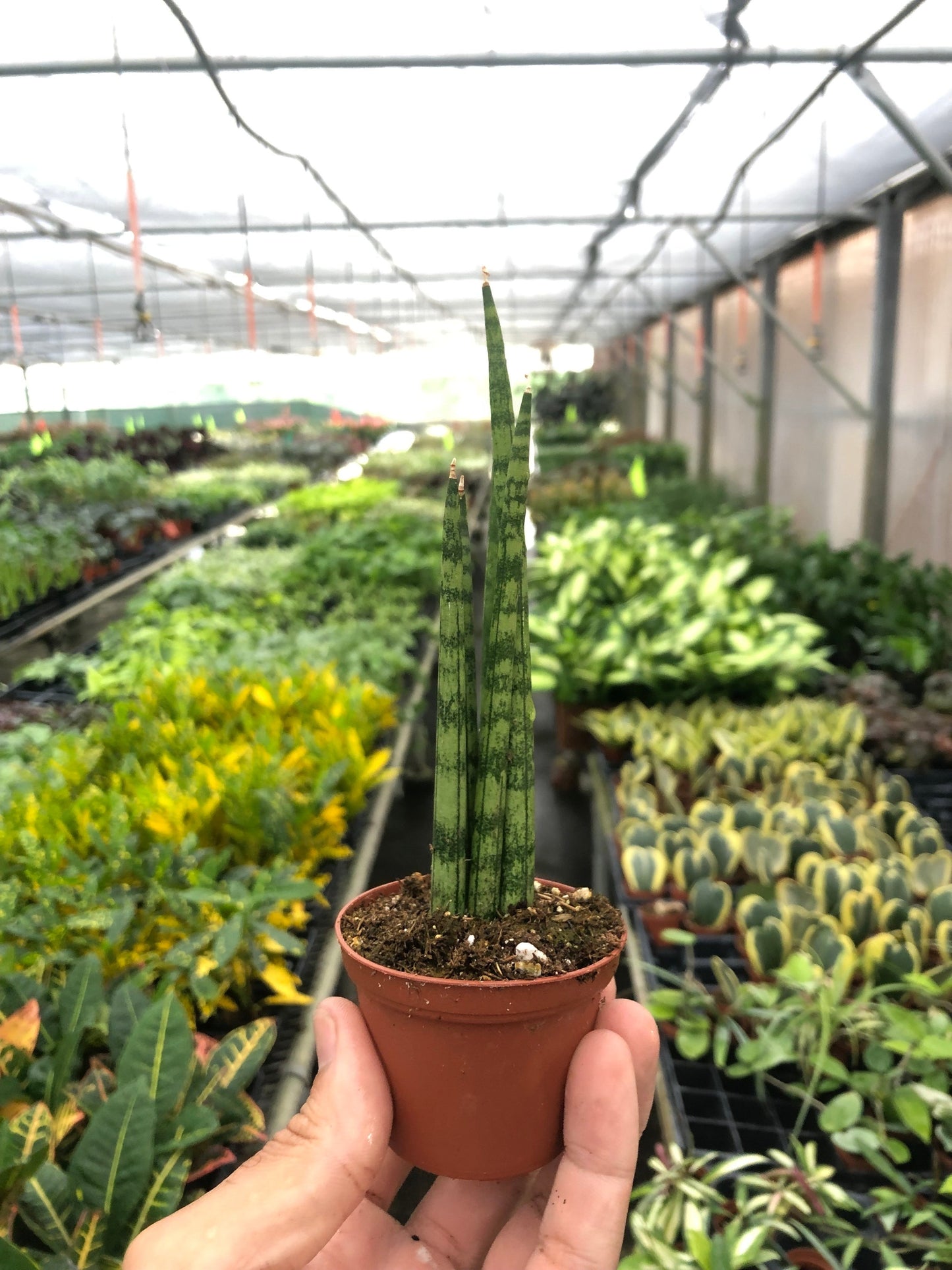 Sansevieria Cylindrica Snake Plant Live Plant Multiple Sizes Available