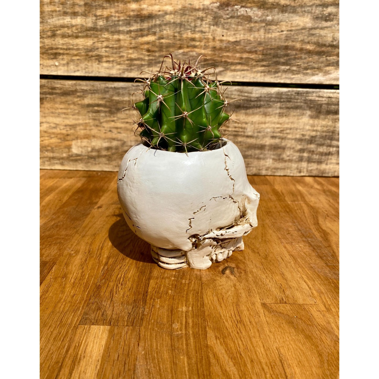 Skull Planter Medium Size with Devil's Tongue Cactus Ferocactus latispinus Live Plant