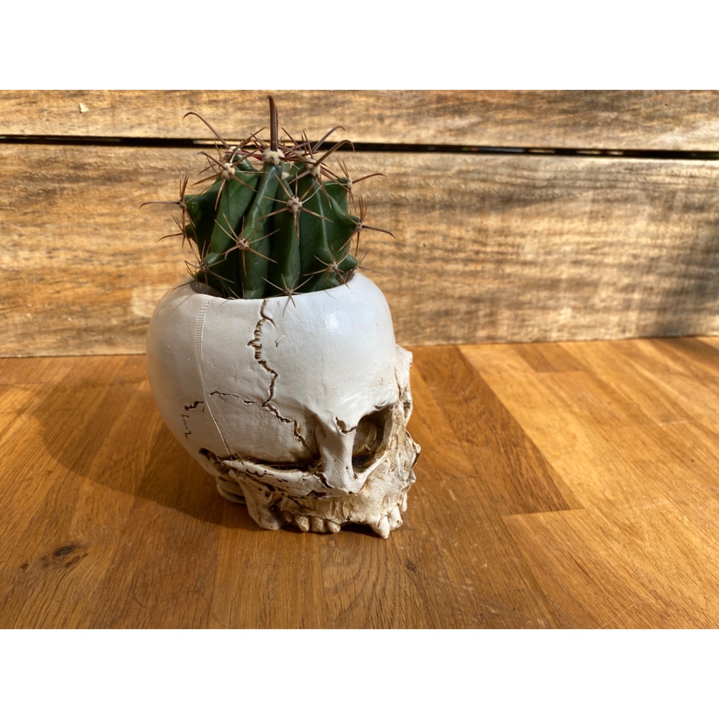 Skull Planter Medium Size with Devil's Tongue Cactus Ferocactus latispinus Live Plant