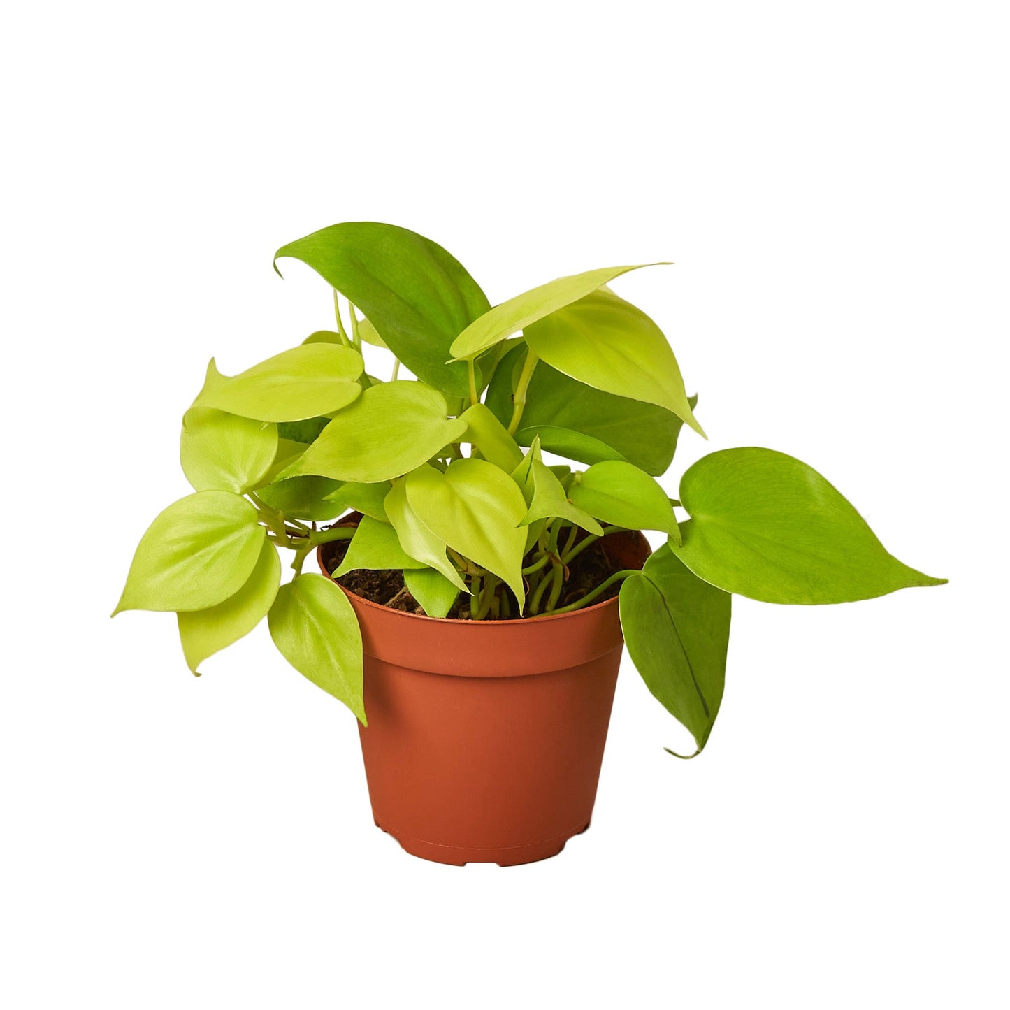 Philodendron Cordatum Neon Live Plant Multiple Sizes Available