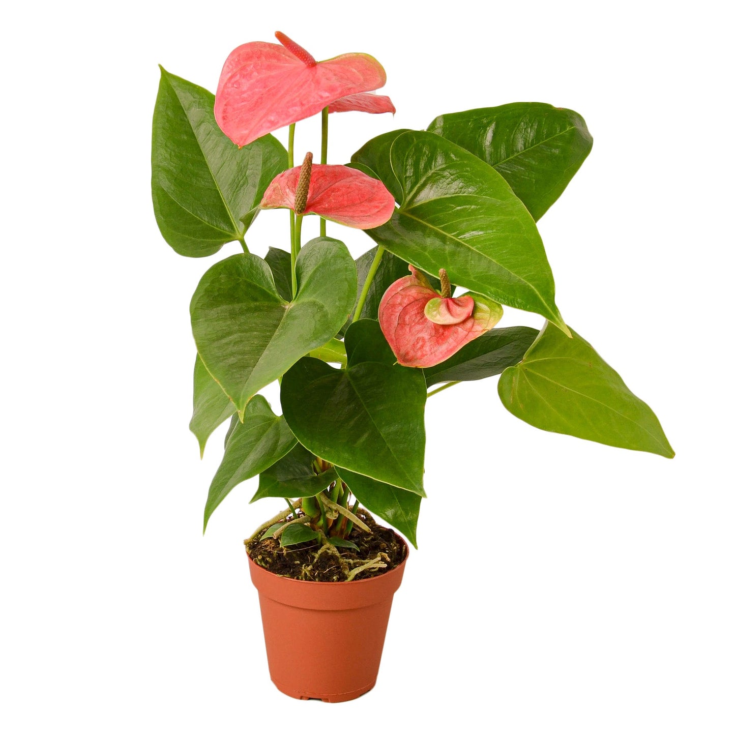 Anthurium 'Pink' Flamingo Flower Live Plant