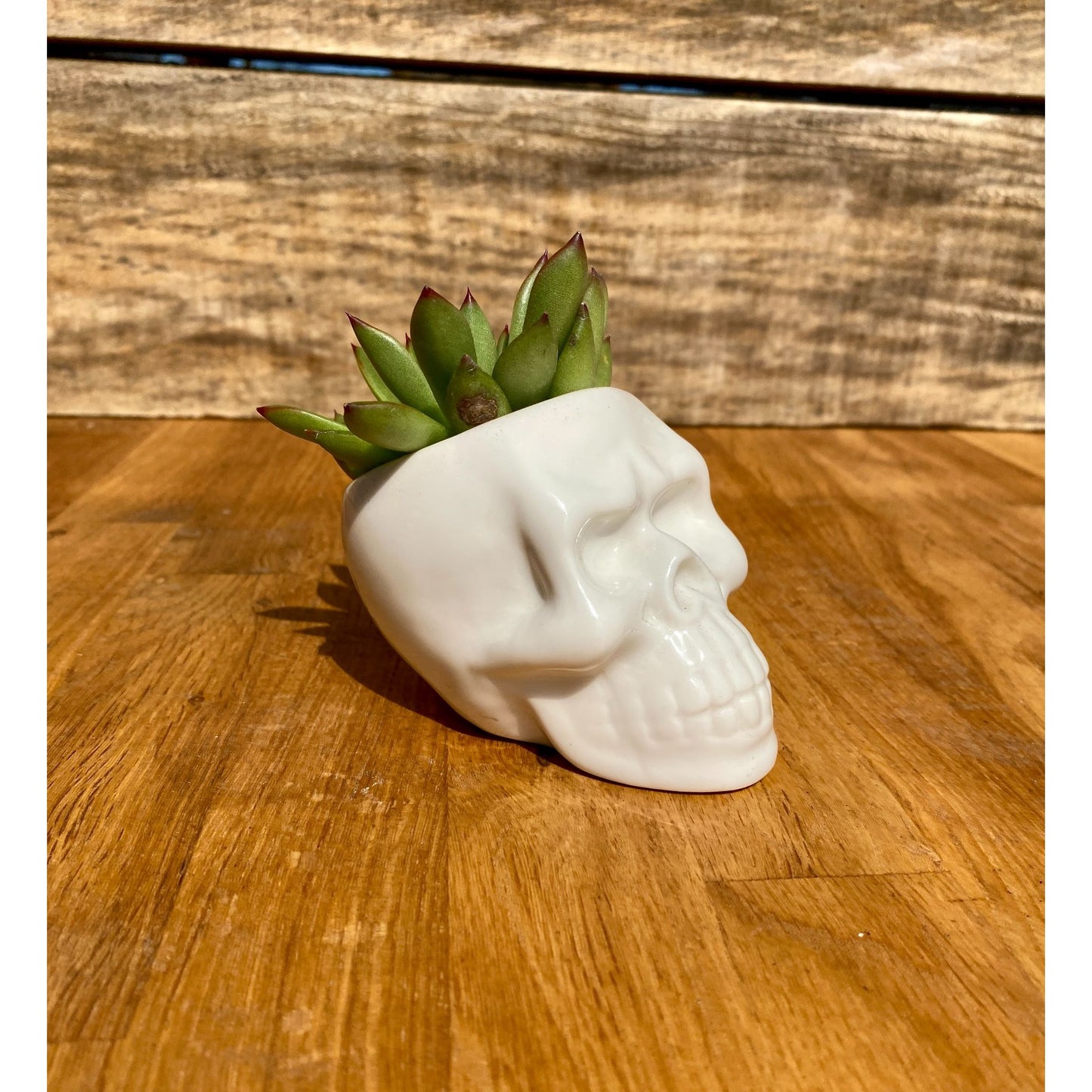 Small Skull with Potted 2" Succulent