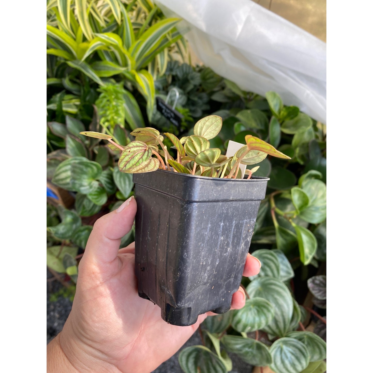 Peperomia Albovittata Piccolo Banda 2.5 Inch Tall Pot Starter Plant
