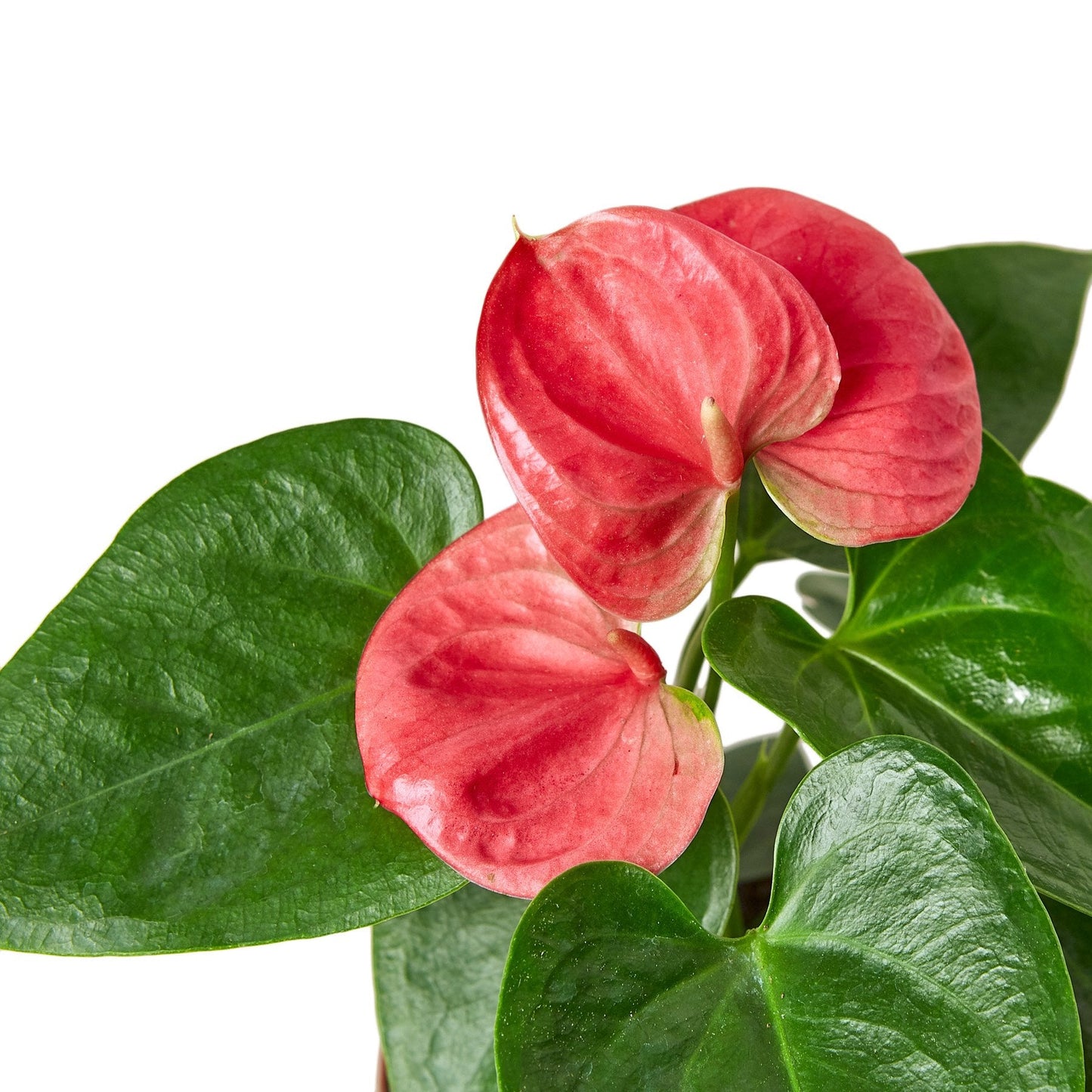 Anthurium 'Pink' Flamingo Flower Live Plant