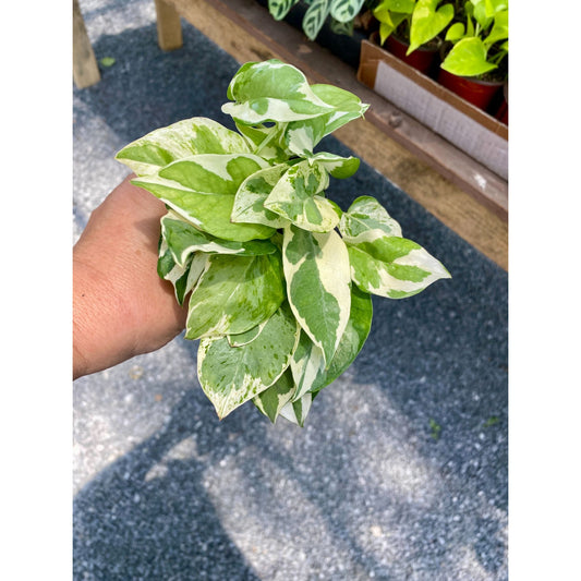 Pothos Scindapsus Wilcox or Devil's Ivy N'joy 3" Pot Live Plant