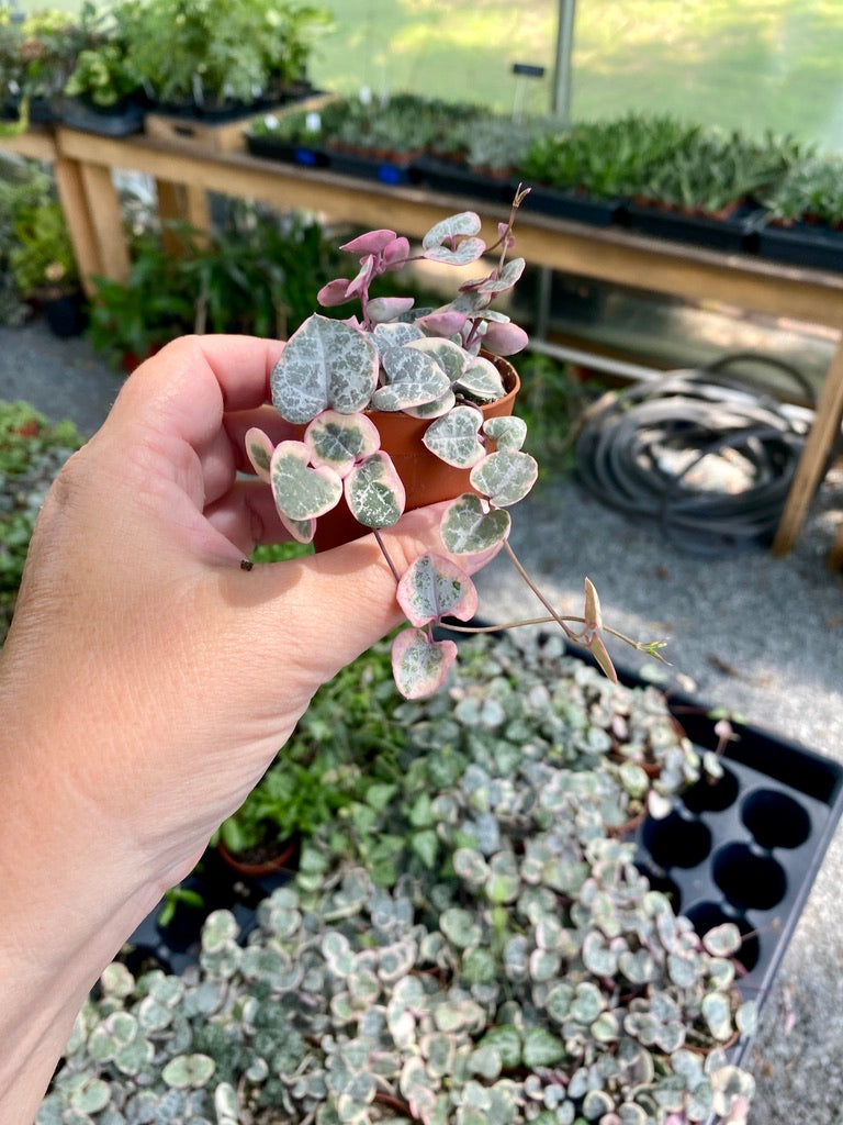 String of Heart Variegated Ceropegia Woodii Succulent 2" Pot Live Plant