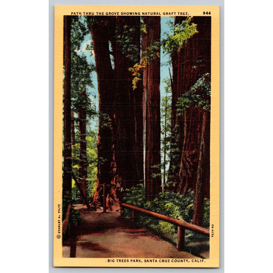 Santa Cruz CA California Big Trees Park Redwood Forest National Park Postcard