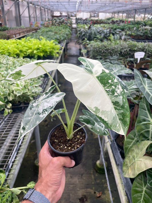 Alocasia Micholitziana Frydek Variegated Green Velvet Live Plant