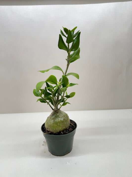 Ant Plant Myrmecodia tuberosa 4" Pot Live Plant