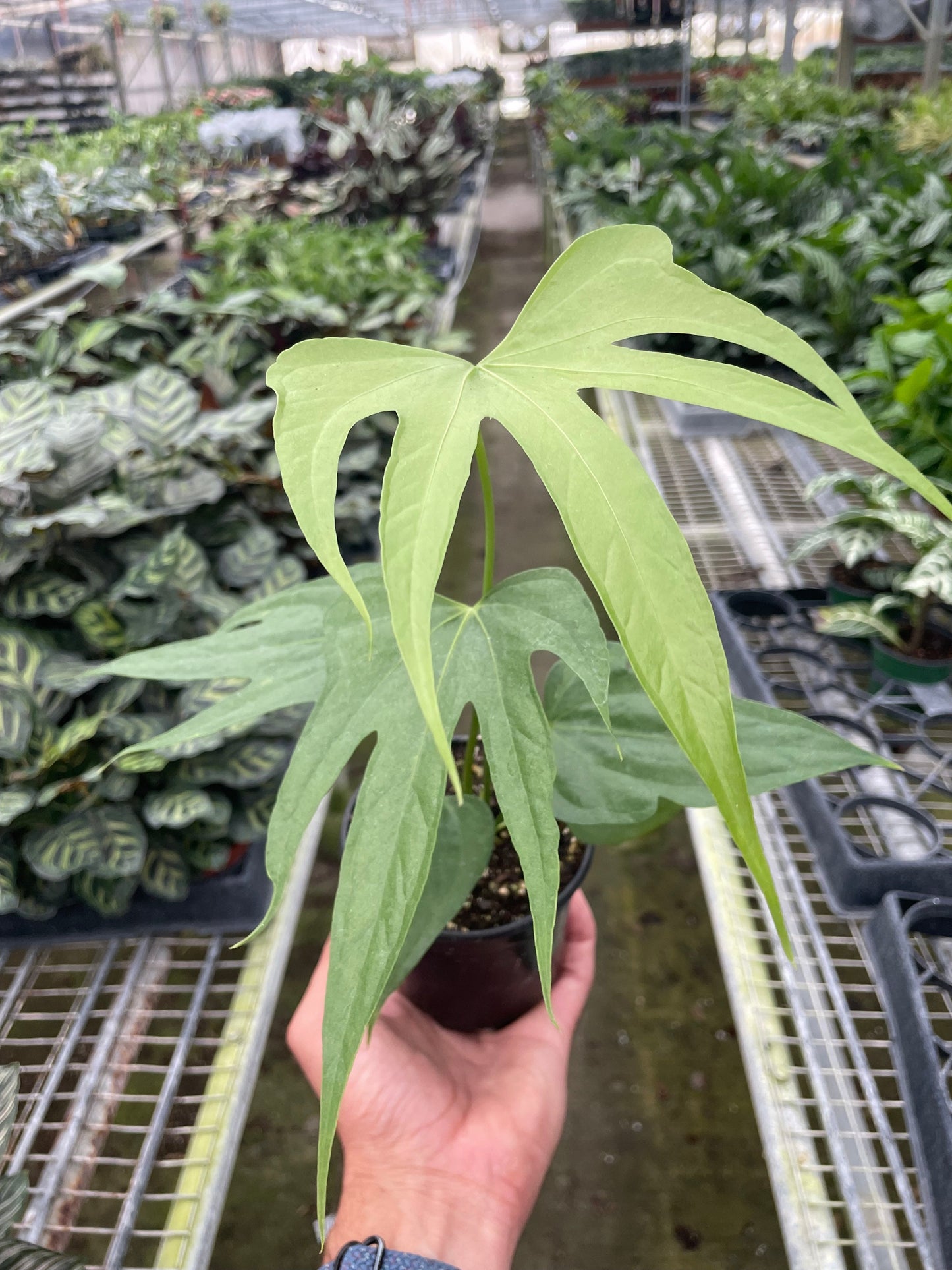 Anthurium Fingers Live Plant