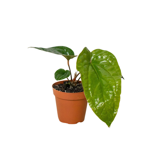 Anthurium 'Radicans x Luxurians' Live Plant