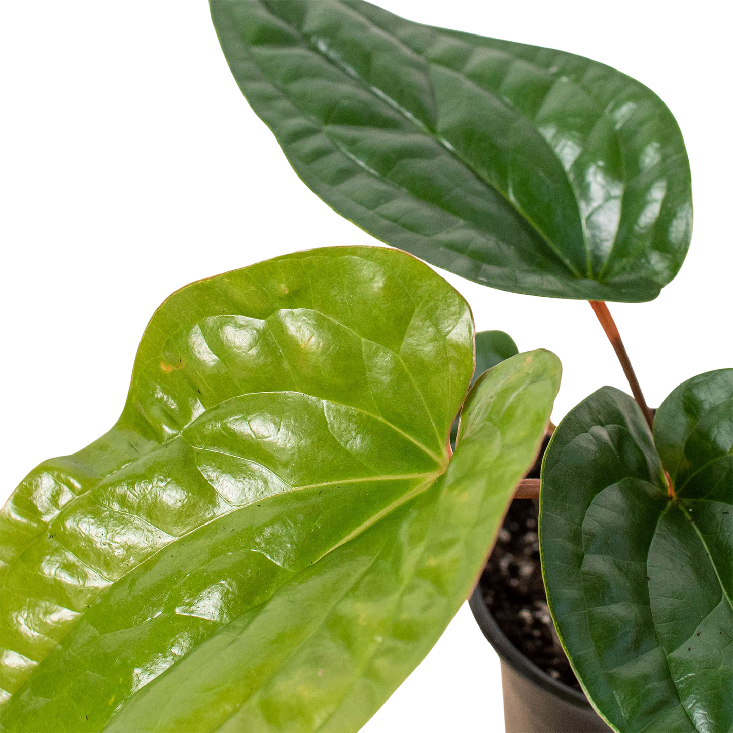 Anthurium 'Radicans x Luxurians' Live Plant