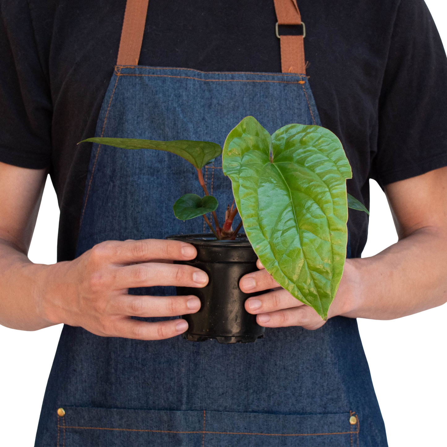 Anthurium 'Radicans x Luxurians' Live Plant