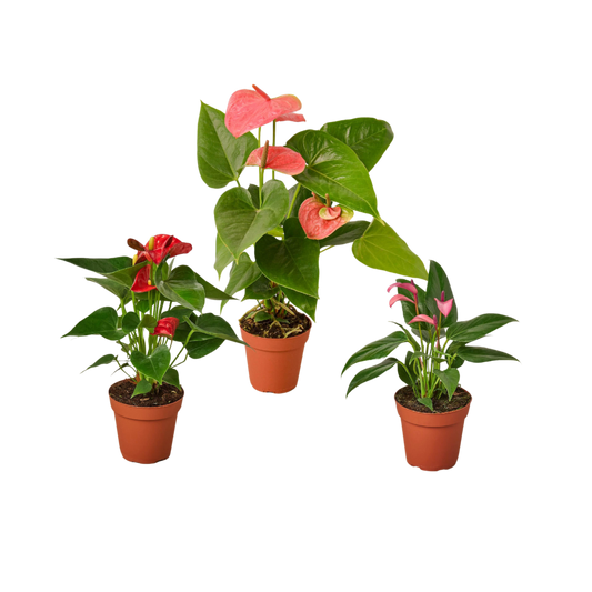 Bundle 3 Anthurium Variety Pack - All Different Colors - 4" Pots Live Plants