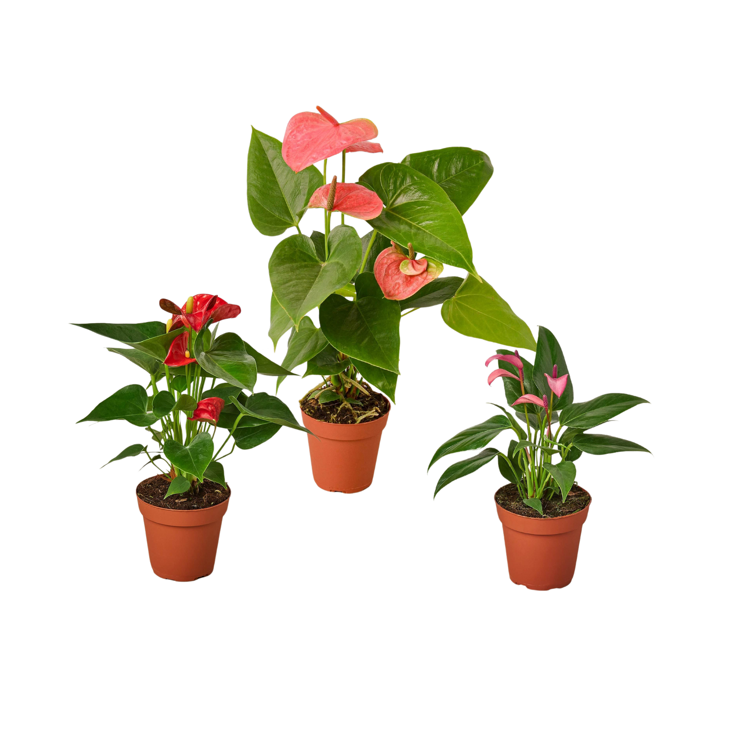 Bundle 3 Anthurium Variety Pack - All Different Colors - 4" Pots Live Plants