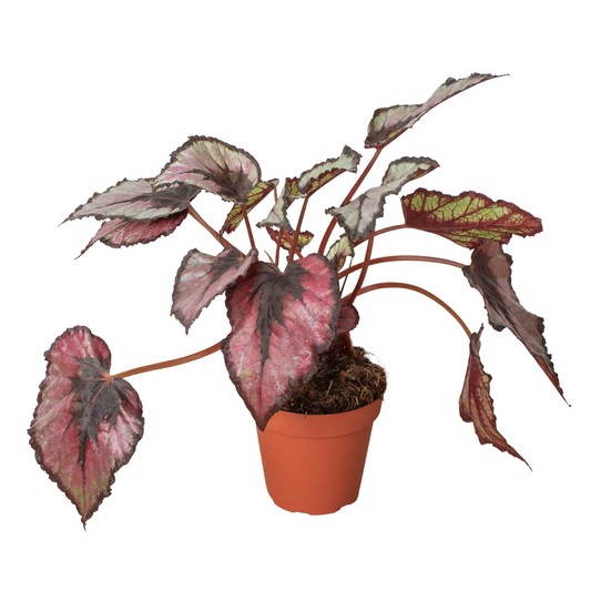 Begonia Rex 4" Pot Live Plant