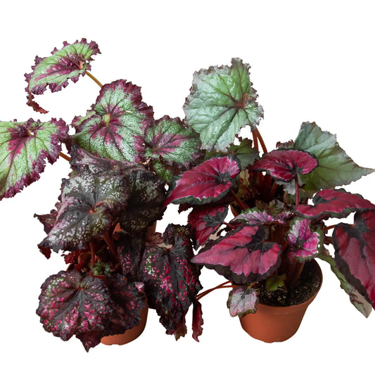 Begonia Rex Variety Pack Per Four Different Live Plants