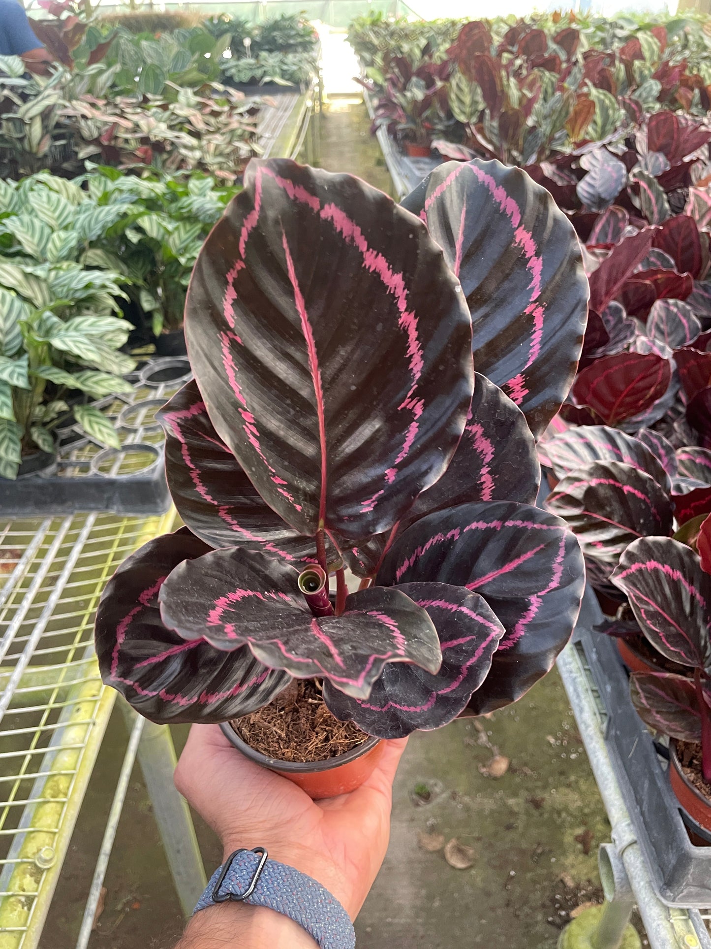 Calathea 'Dottie' Peacock Plant Live Plant