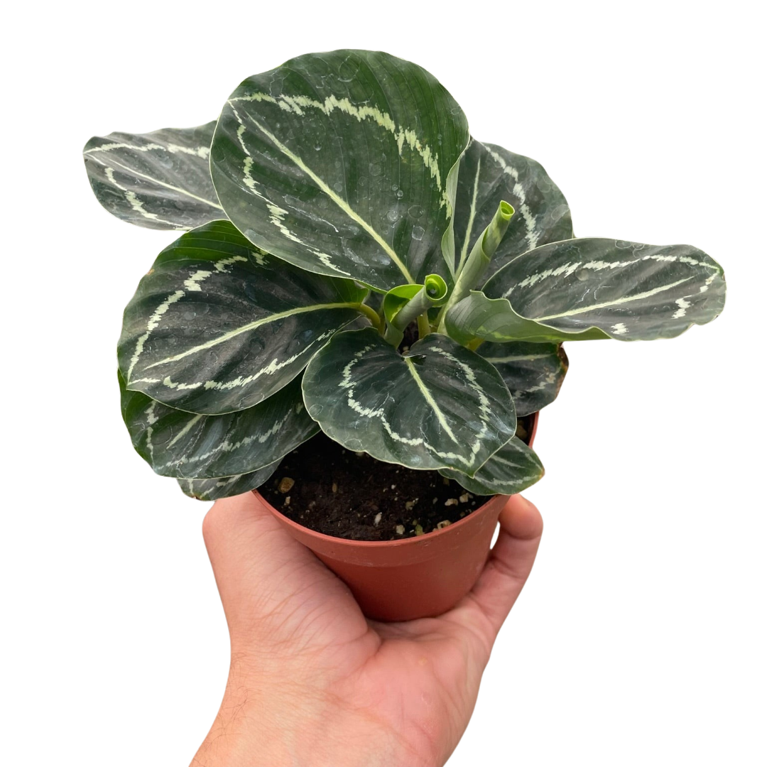 Calathea 'Green Goddess' Peacock Plant Live Plant