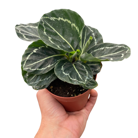 Calathea 'Green Goddess' Peacock Plant Live Plant