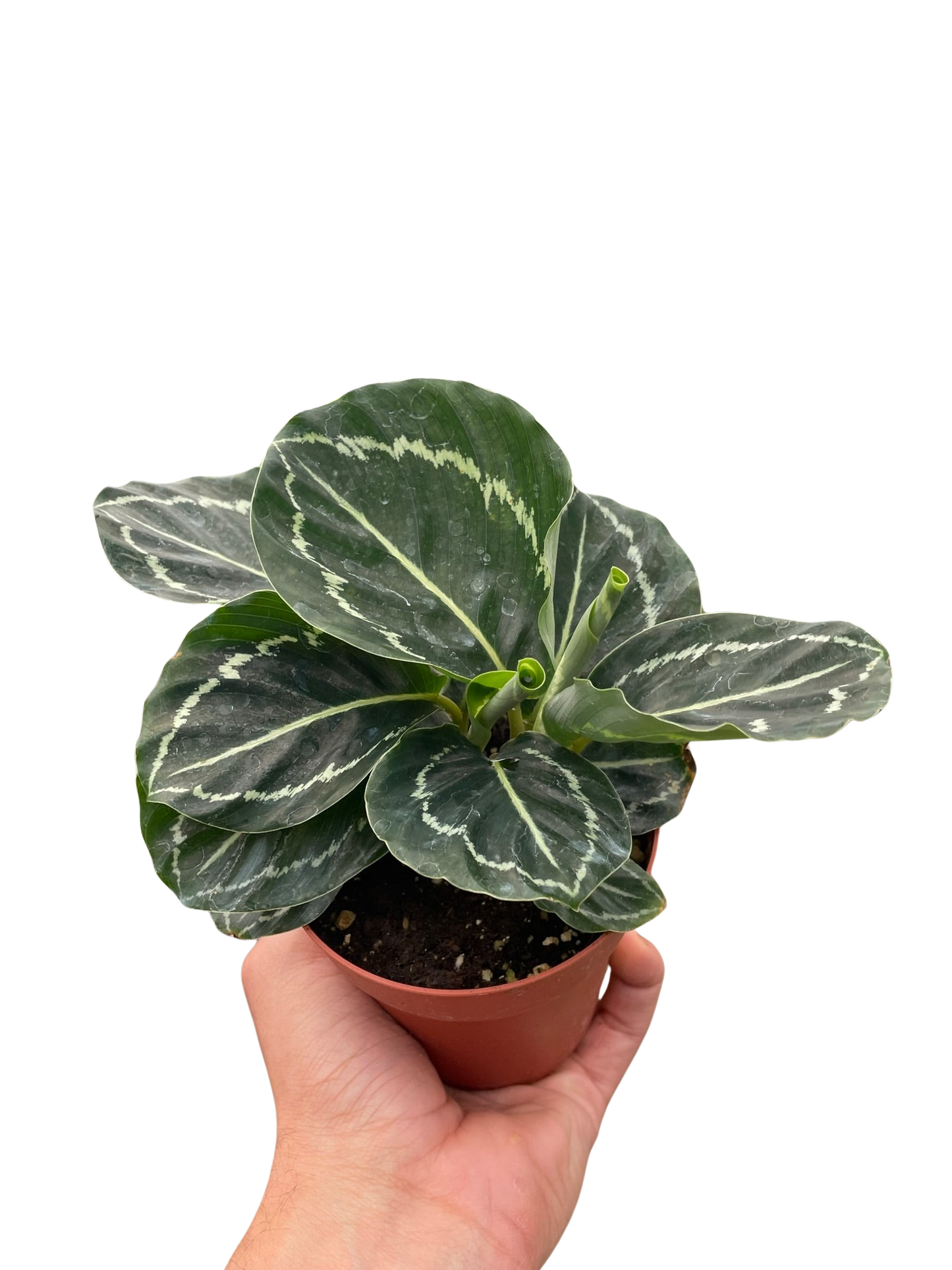 Calathea 'Green Goddess' Peacock Plant Live Plant