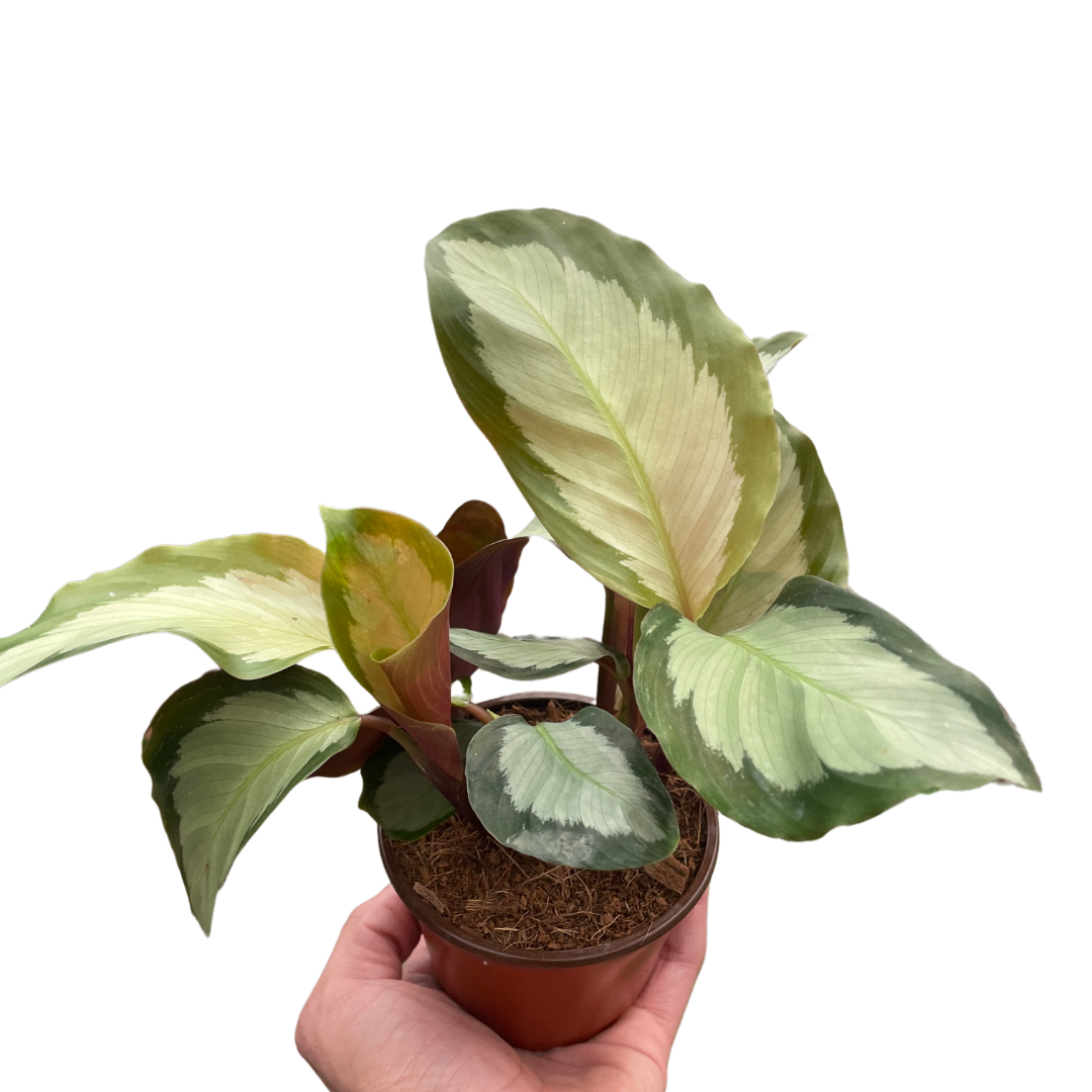 Calathea 'Picturata' Peacock Plant 4" Live Plant