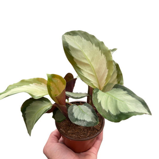 Calathea 'Picturata' Peacock Plant 4" Live Plant