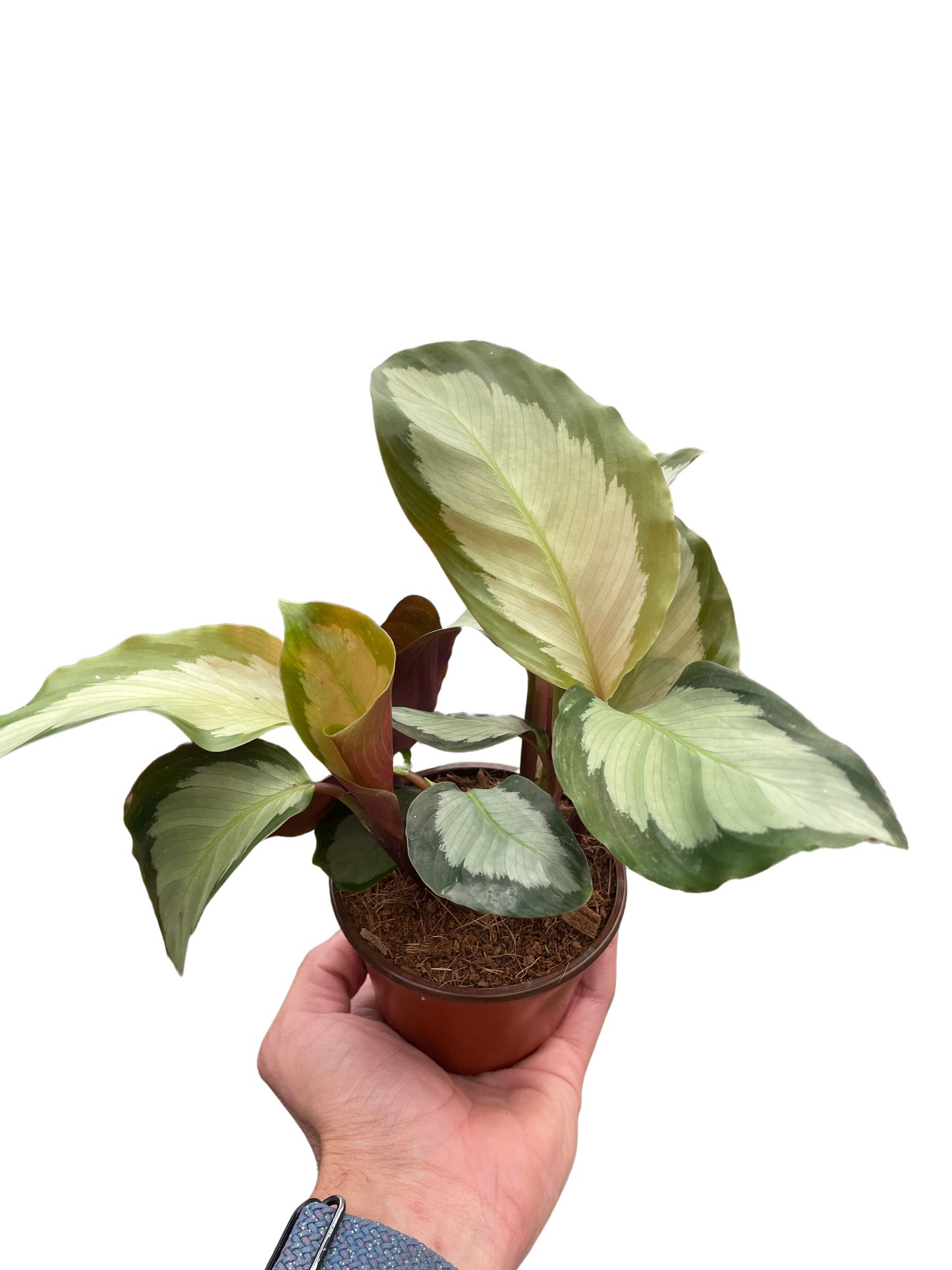 Calathea 'Picturata' Peacock Plant 4" Live Plant