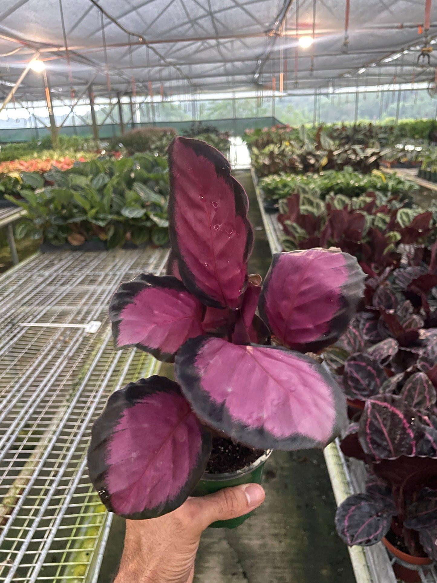 Calathea 'Purple Rose' Peacock Plant Live Plant