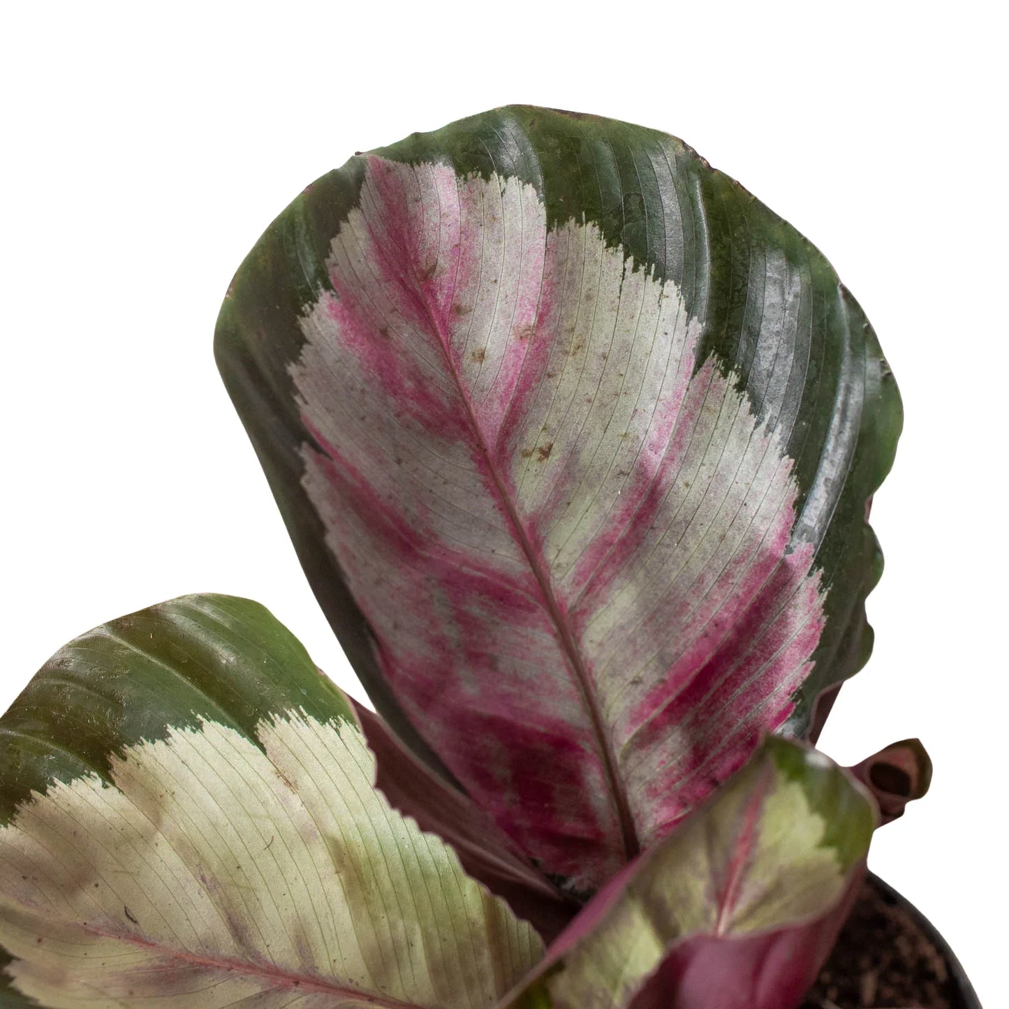 Calathea roseopicta 'Silvia' Peacock Plant 4" Pot Live Plant