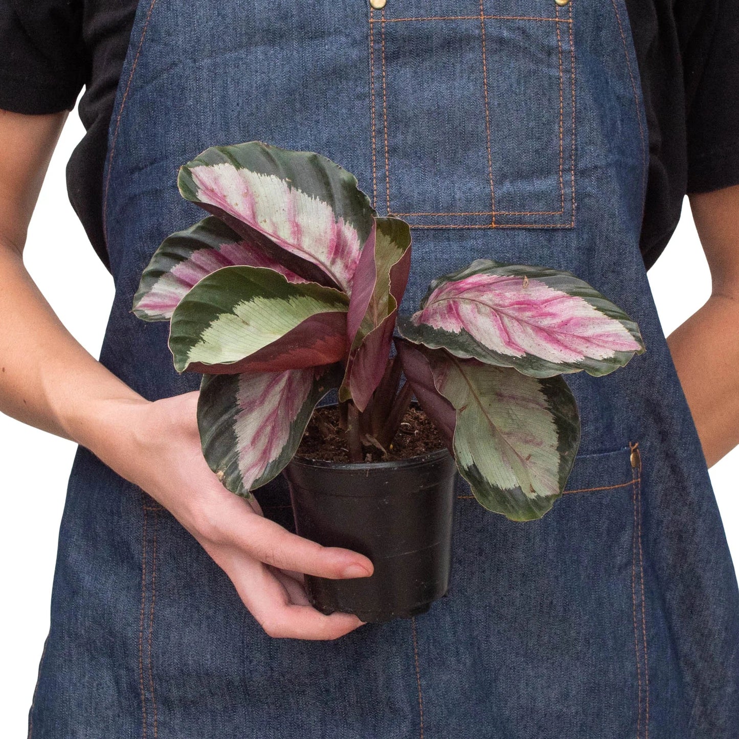 Calathea roseopicta 'Silvia' Peacock Plant 4" Pot Live Plant