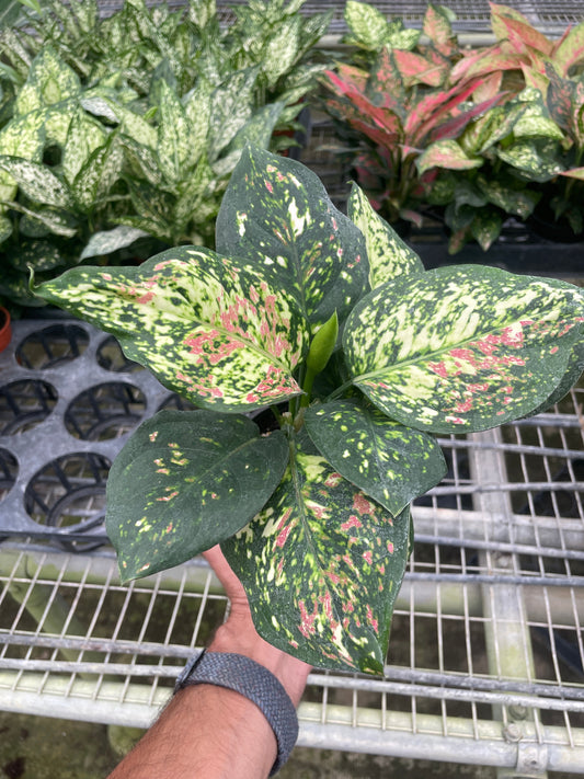 Aglaonema Wishes Chinese Evergreen 4" Pot Live Plant