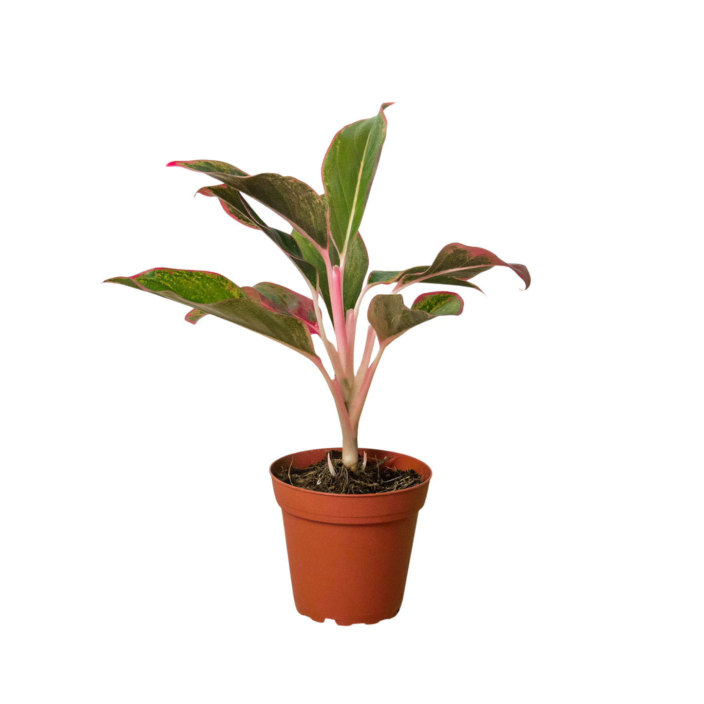 Aglaonema Red Siam Chinese Evergreen Live Plant