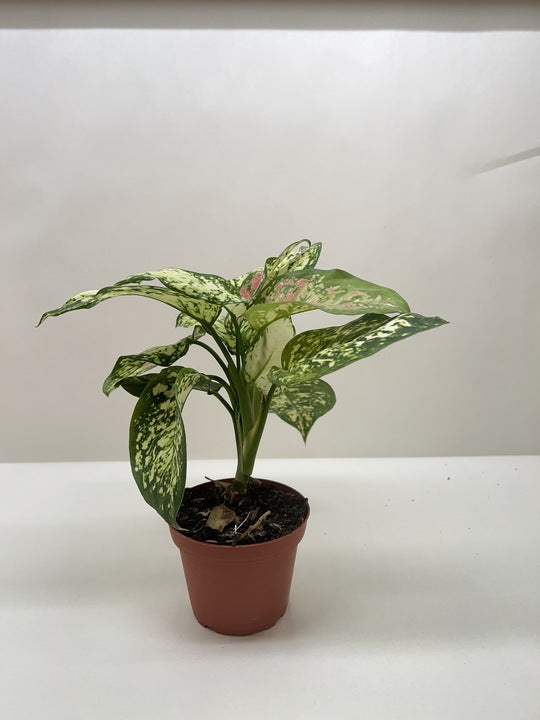 Aglaonema Wishes Chinese Evergreen 4" Pot Live Plant